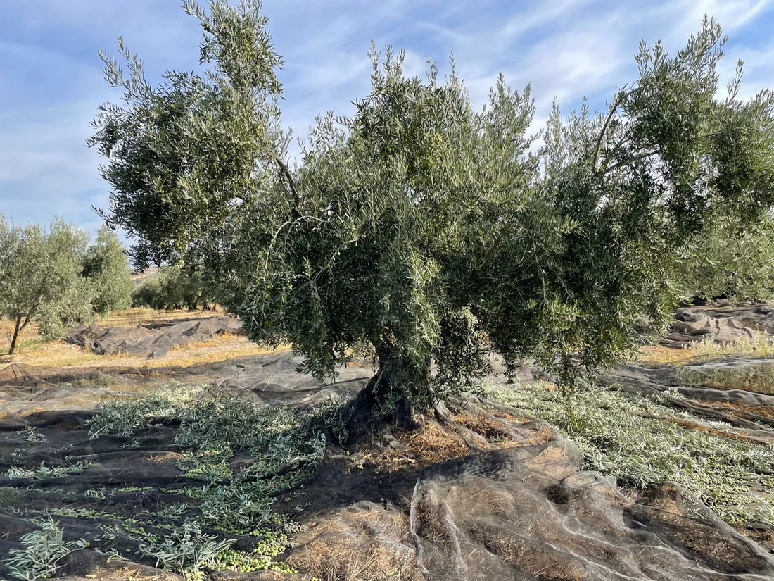 Olive Oil vs Extra Virgin: What’s the Real Difference?